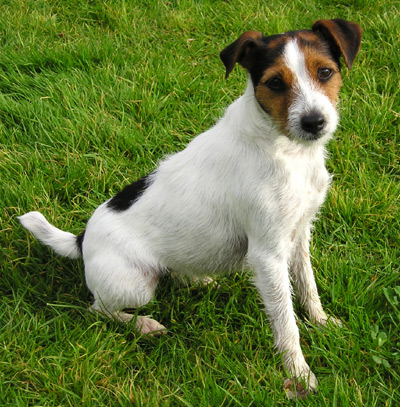 Parson_Russell_Terrier.jpg