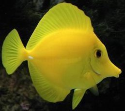 Poissoncitron.jpg
