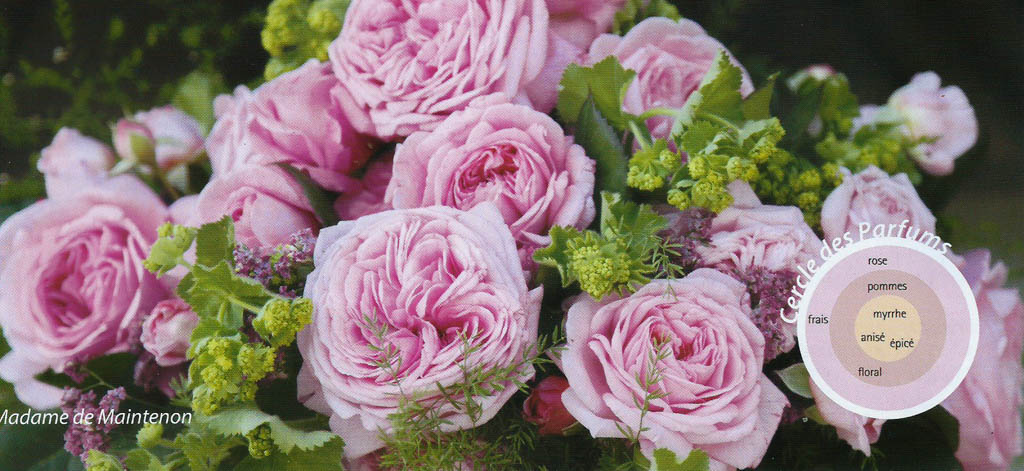 Rosier-Madame-de-Maintenon.jpg