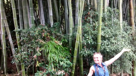 39-laura-selliez-and-a-bamboo-garden.jpg?w=440&h=247