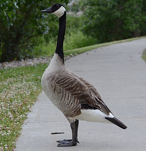 290px-Branta_canadensis_%285%29.JPG