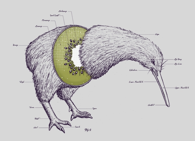 anatomie-kiwi-oiseau-fruit.jpg