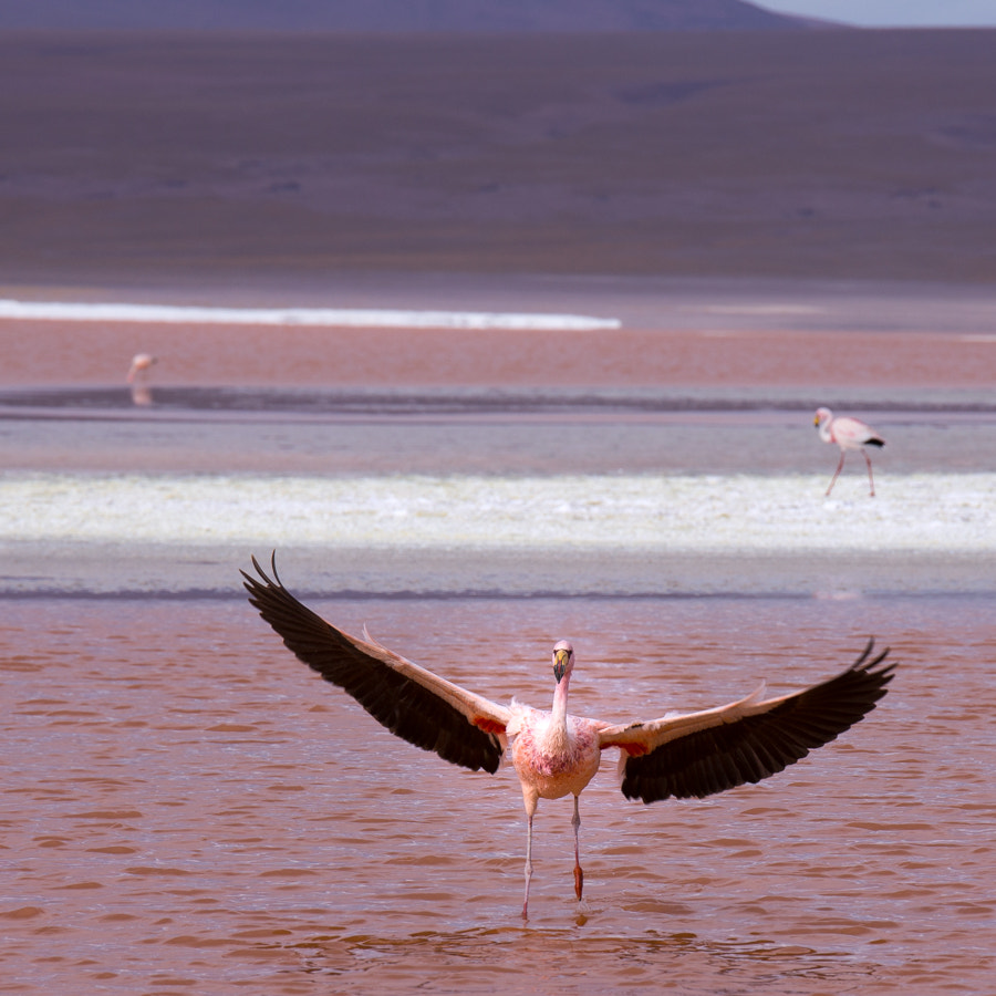 8d0418fe76a786ef5b95a6b28fcc2a1f