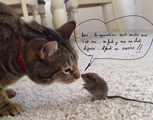 chat_rigel.jpg?psid=1