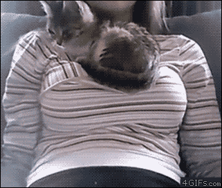 be9e5303788a17268e9653527cdff7a4-kitten-loves-girls-boobs.gif
