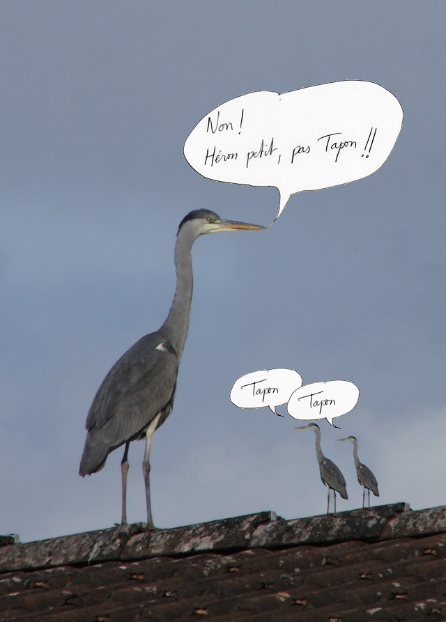 heron_giti.jpg?psid=1