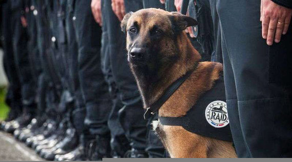 74831-assaut-de-saint-denis-la-mort-de-la-chienne-diesel-suscite-l-emotion-sur-la-toil.jpeg?1909