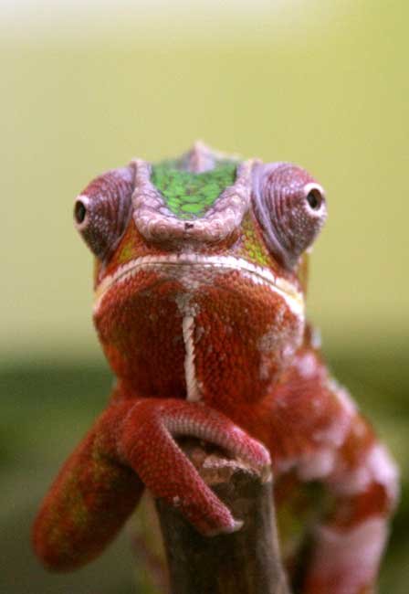 cameleon-109.jpg