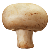 champignonparis.gif