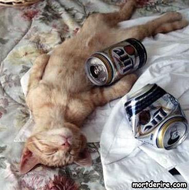 chat-alcoolique.jpg