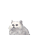 chat-blanc-video.gif