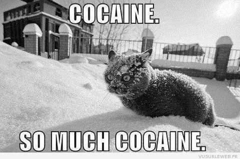 chat-cocaine.jpg