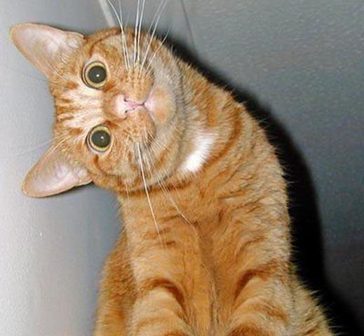 chat-qui-penche-la-tete.jpg