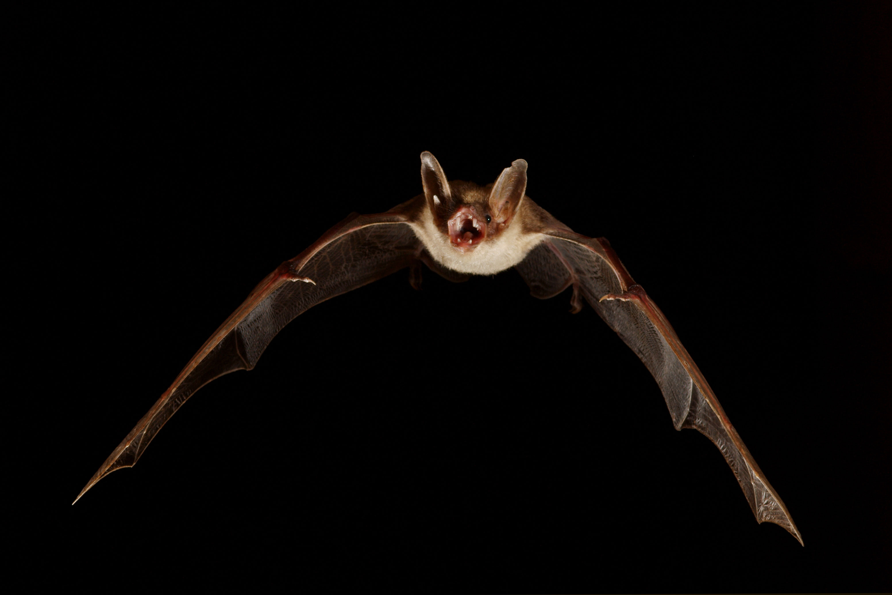 chauve-souris.jpg