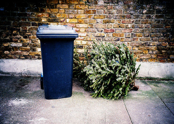 christmas-tree-recycling-trash-FL-560x400.jpg
