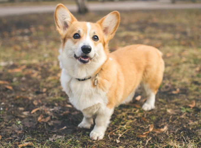 corgi-02-2017.jpg