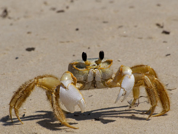crabe-fantome2.jpg