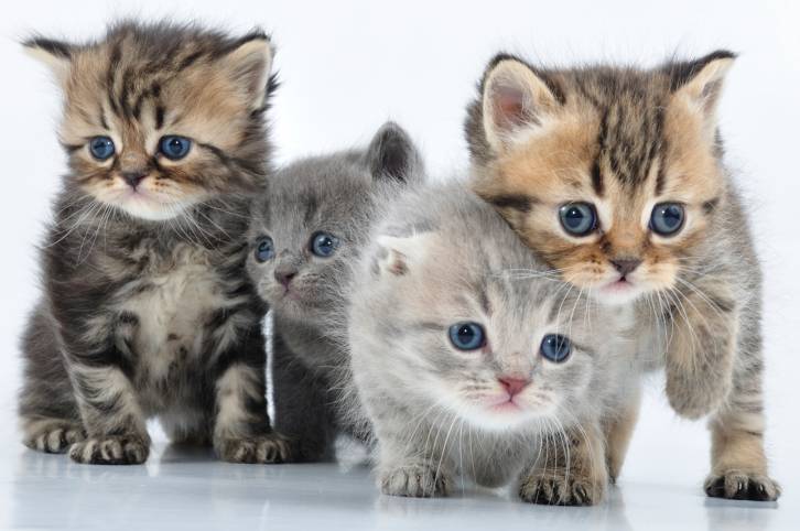 des-chatons-craquants_1.jpg