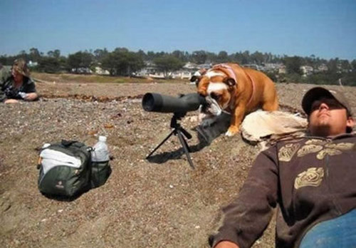 dog-looking-through-telescope-at-beach.jpg