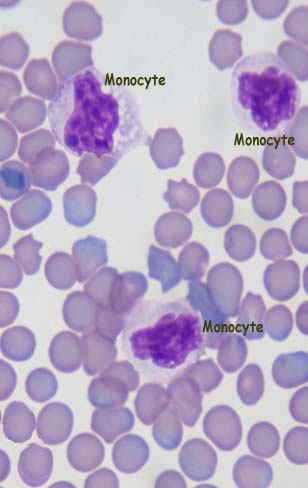dxme-Monocytes-image.jpg
