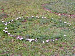 images?q=tbn:ANd9GcRhDQL95MFUp4nSZW8VFAcqeq7qWflDhbjb7ZHuceuDgApMikoZ