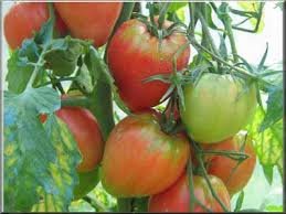 images?q=tbn:ANd9GcSx7dxSlbr8ZpNAyWF53Wq3NhaMdJaoWsbqxnZLiPGsMB5hFCKk