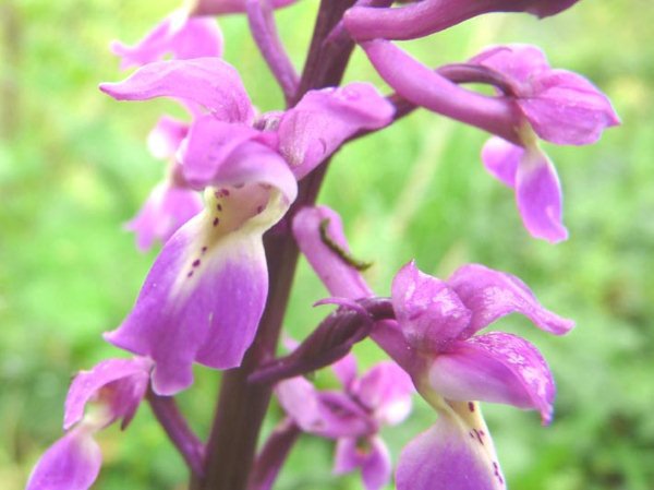 orchismc3a2le.jpg?w=697&h=499