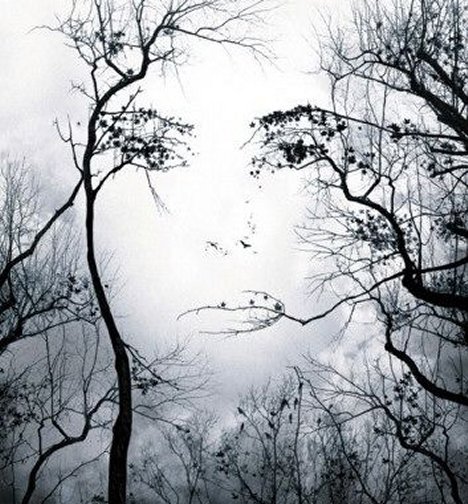 face-in-trees-illusion-4970653.jpg