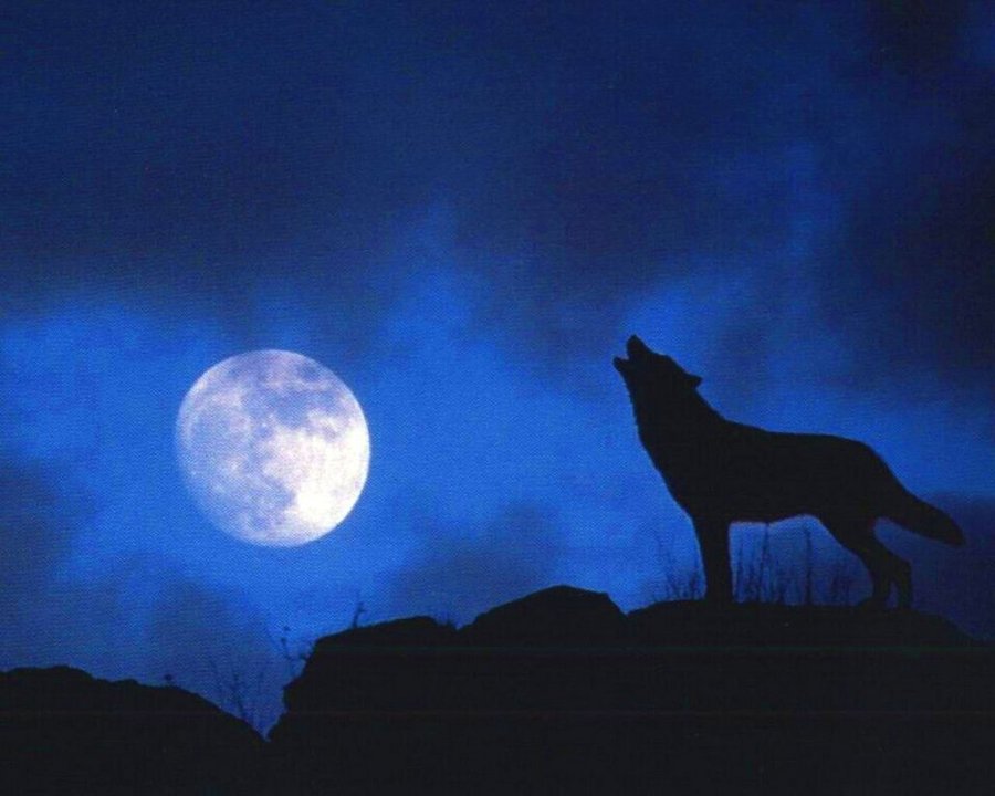 full_moon_wolf_howl_by_wolfman150-d3gdxpx.jpg