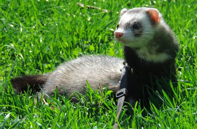 furet.jpg