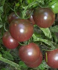 graines-bio-tomate-noire-de-tula.jpg