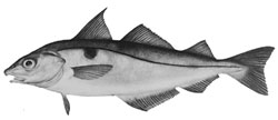 haddock-aiglefin.jpg