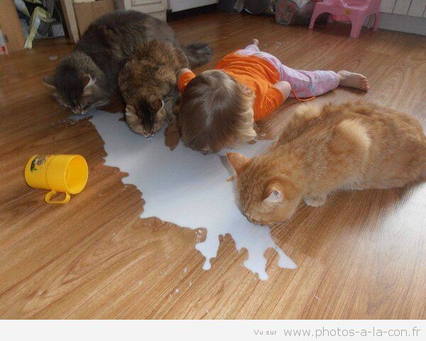 image-drole-chat-lait.jpg