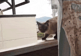image-drole-chat.gif