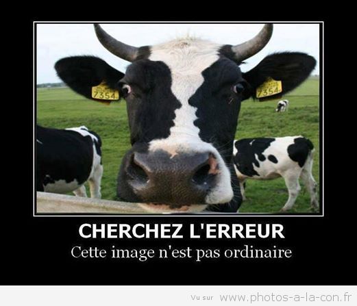 image-drole-vache.jpg