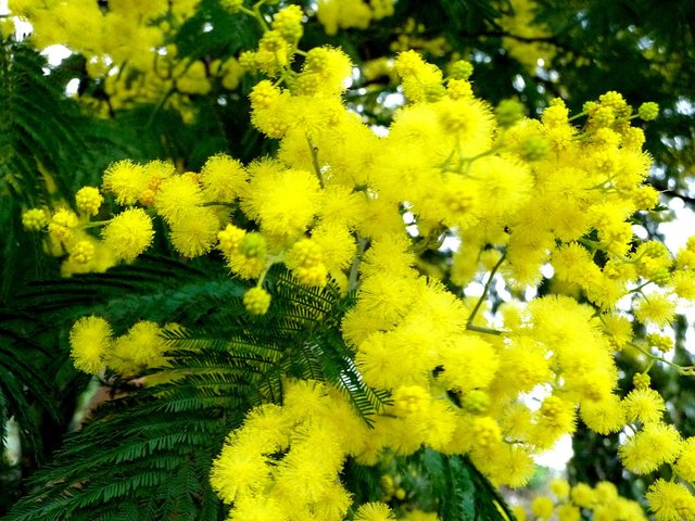 mimosa-fleurs-feuillage.jpg