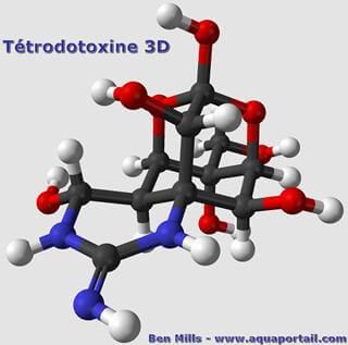 molecule-tetrodotoxine.jpg