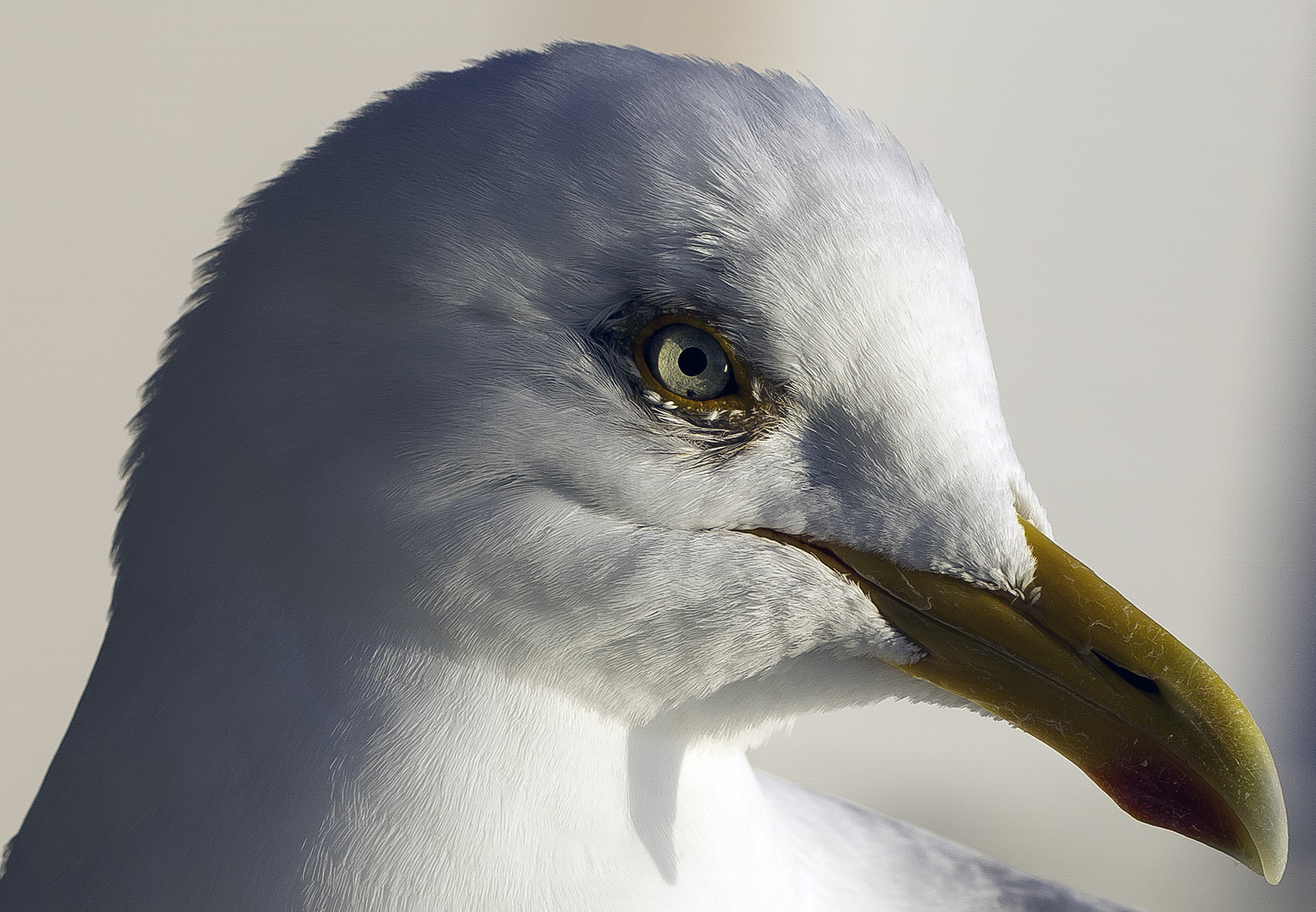 mouette4.jpg