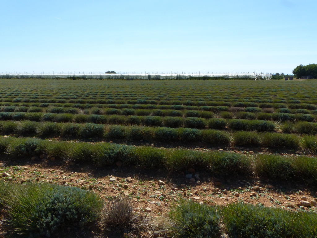 plateau_de_Valensole_4.jpg
