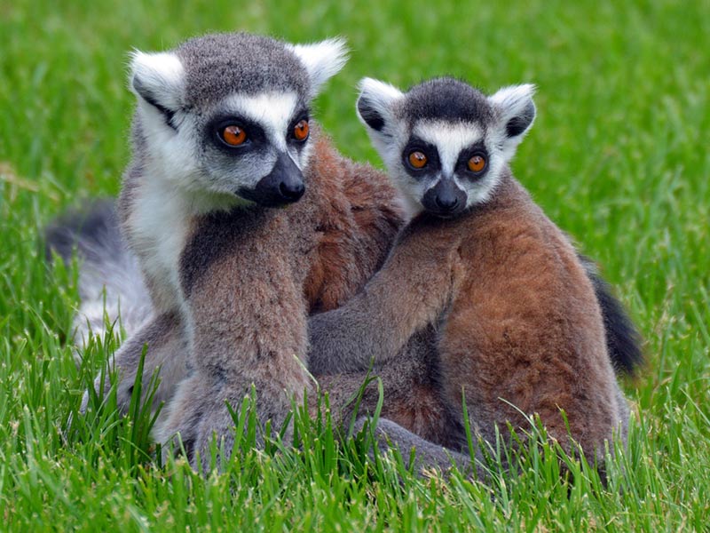 protection-habitat-lemurien.jpg