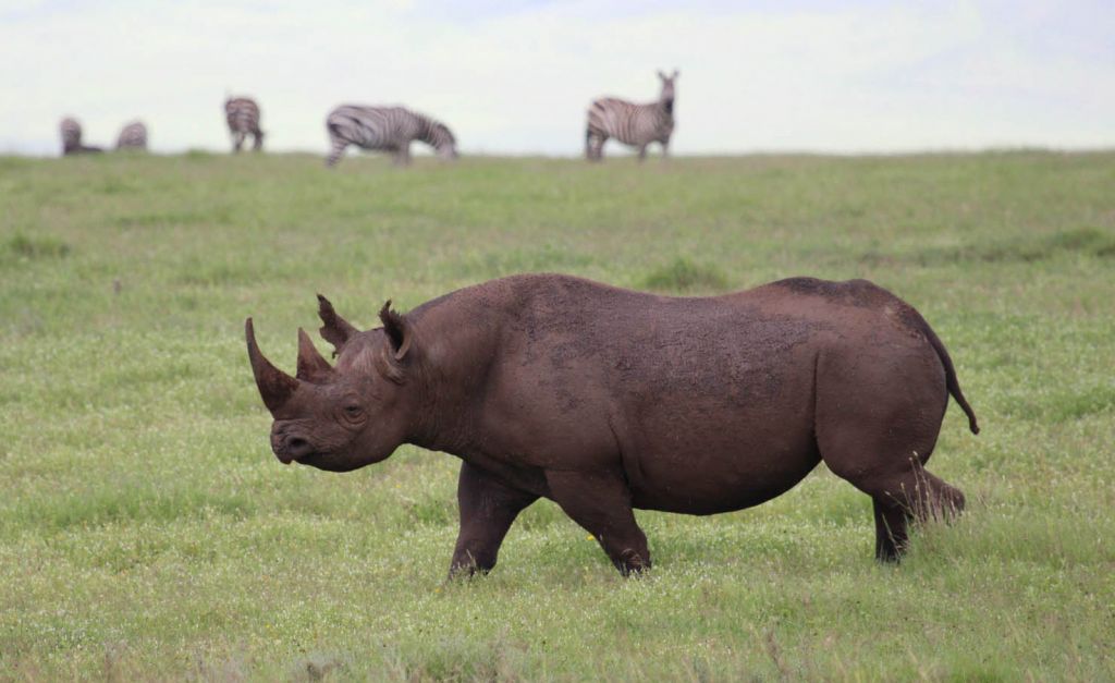 rhinoceros-noir.jpg