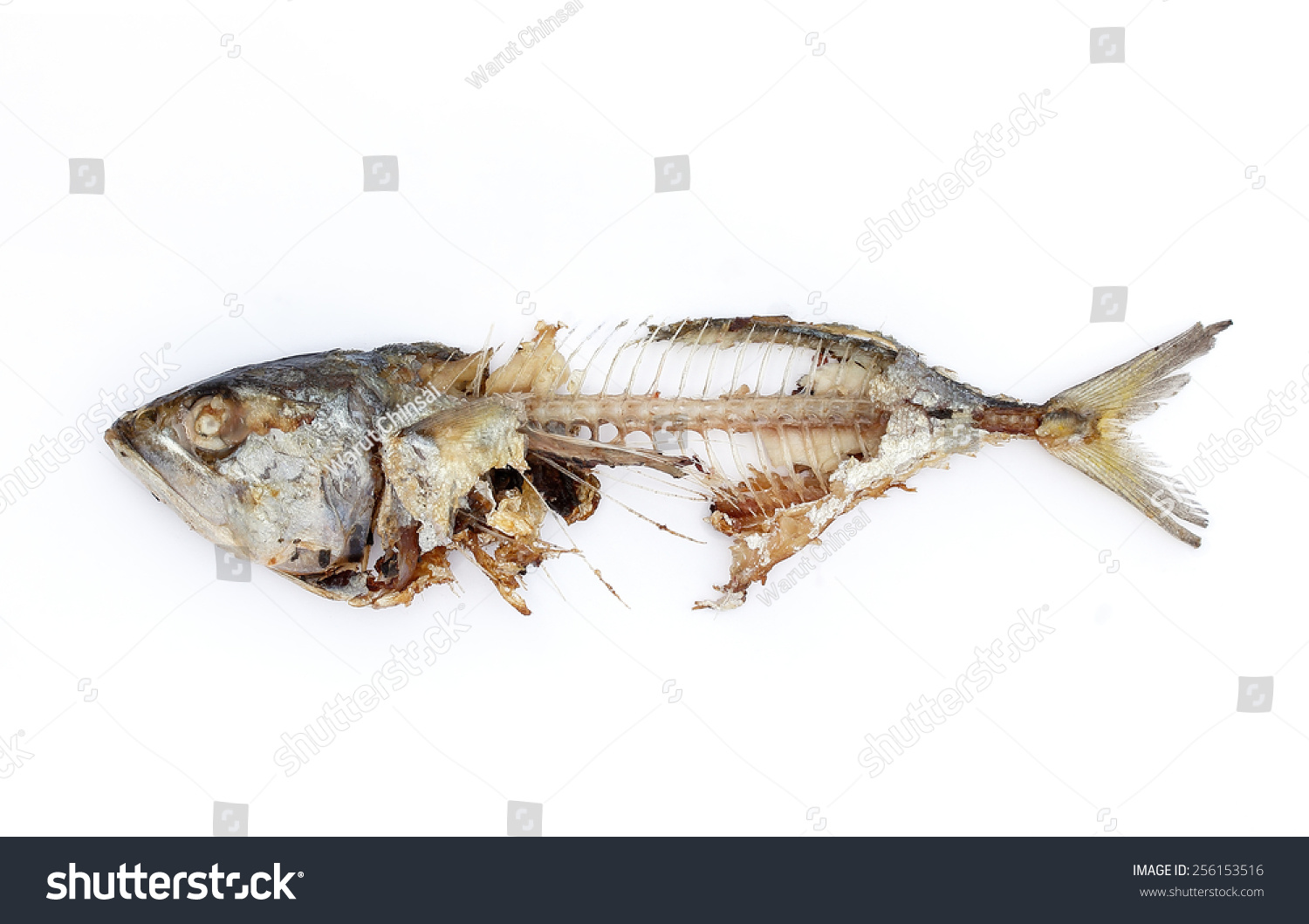 stock-photo-mackerel-fish-bone-isolated-