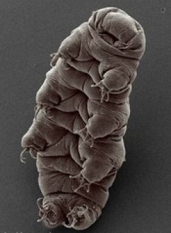 tardigrades-u11.jpg