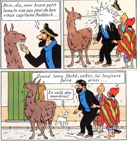 tintin-soleil-lama-fc3a2chc3a9-capitaine-haddock.jpg