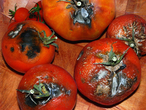 tomates-pourries.jpg