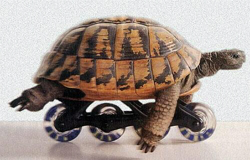tortue_a_roller.jpg