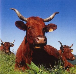 vache-de-salers.jpg