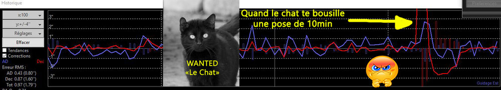 le chat copie.jpg