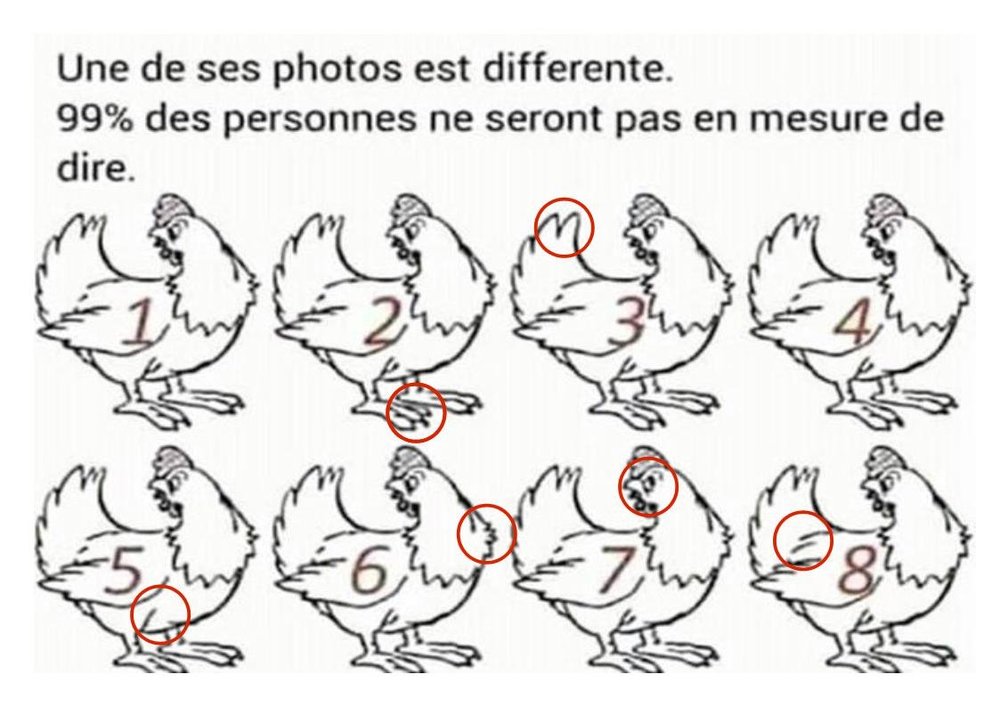 poules.thumb.jpg.89630a0620abf4e469ca78d89ef9eb2f.jpg