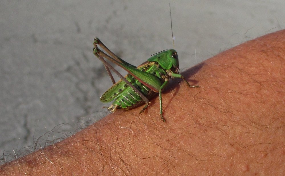 sauterelle.thumb.JPG.fb02d552b94e3d65a50477e499a56a6e.JPG